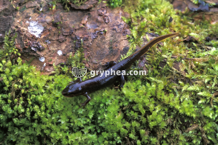 Triton - gryphea.com